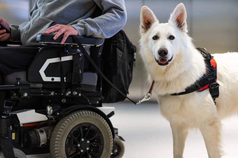 Service dog assisting a person in a wheelchair, shopping in a store
