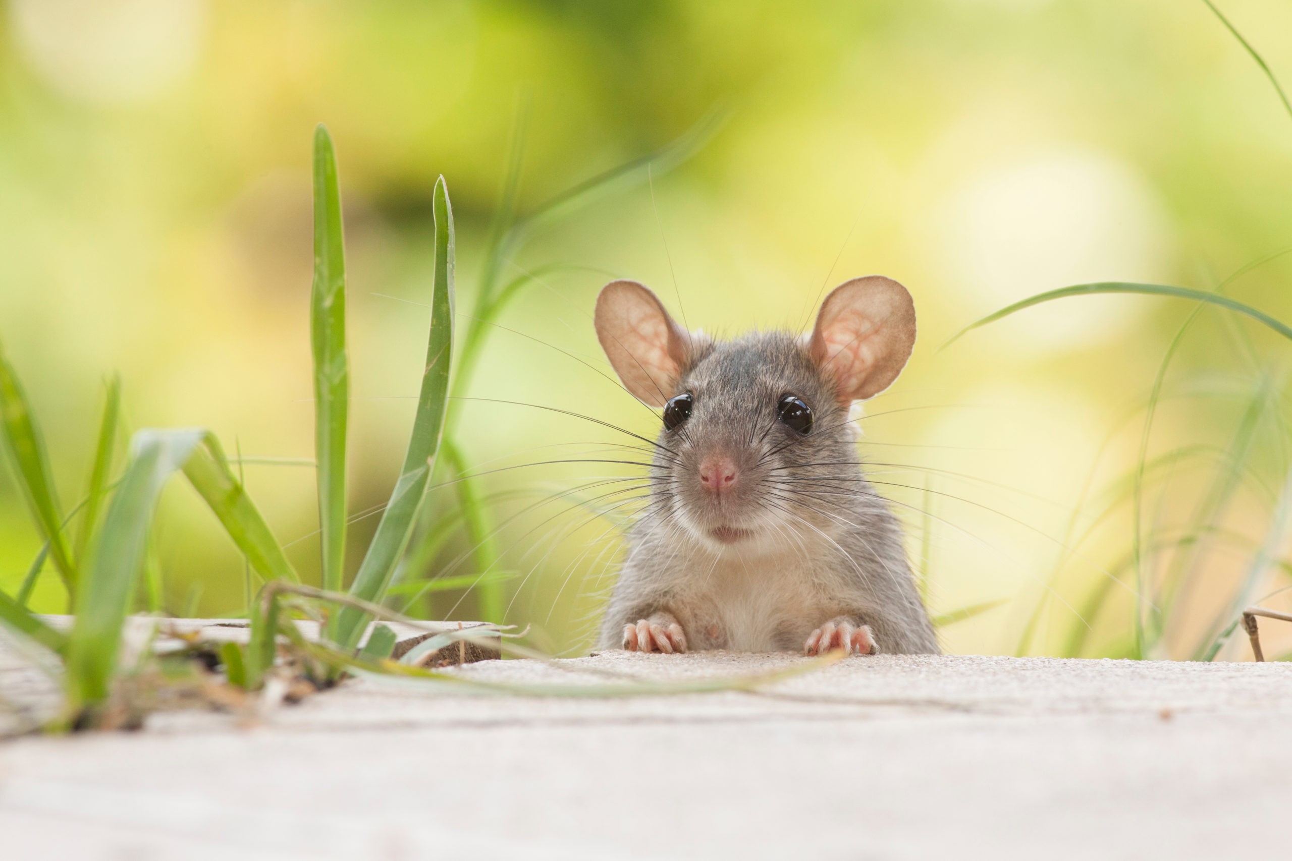 Playful mouse exploring its environment