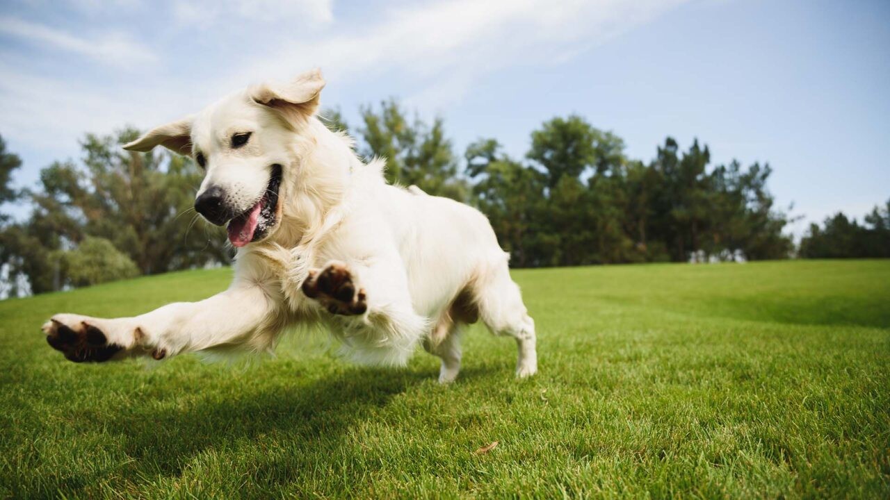 Dog sits looking attentively up at owner