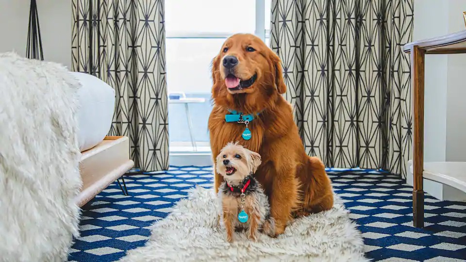 The Confidante Miami Beach Pet Friendly