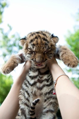 Person excitedly interacts with tiger cub