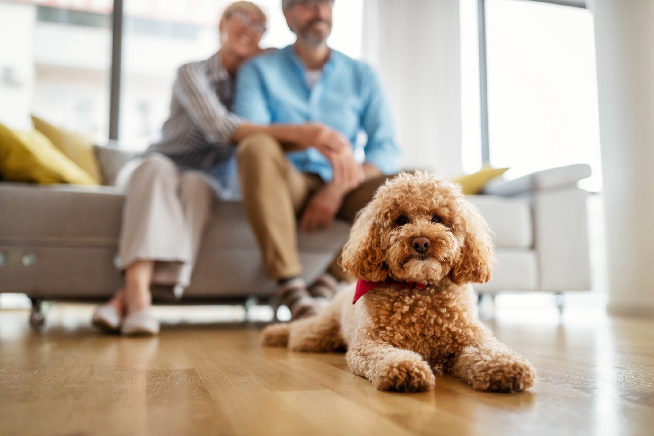Happy Toy Poodle attentively looking at its owner, displaying their loyalty