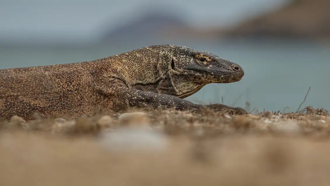 Komodo dragon walking