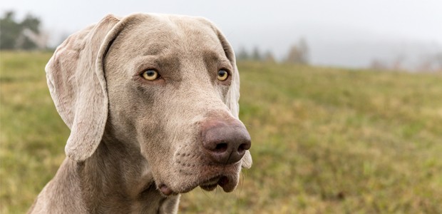 Adult Weimaraner on a hiking trail