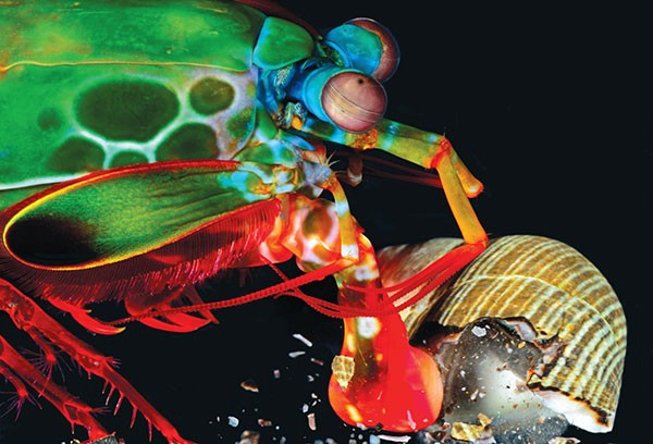 Mantis shrimp preparing to strike its prey
