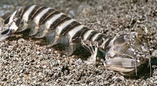 Zebra mantis shrimp in a reef environment