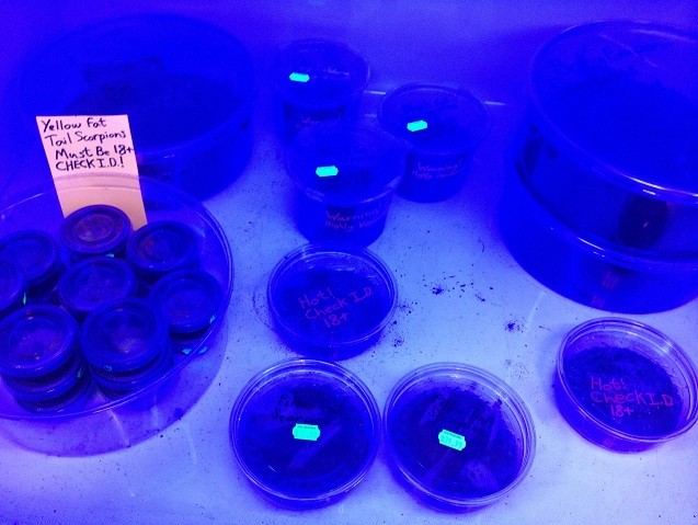 Scorpions under black light