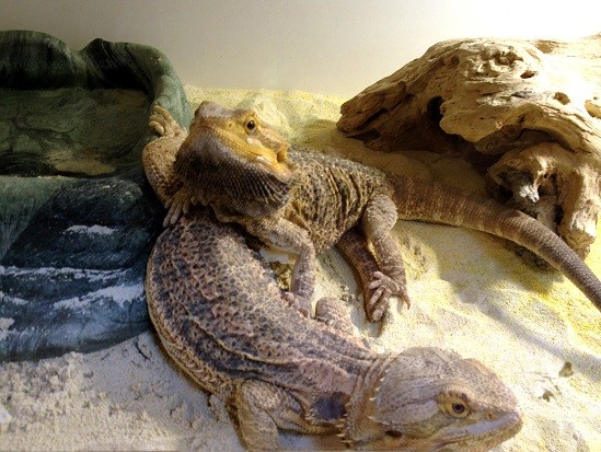 Variety of snakes