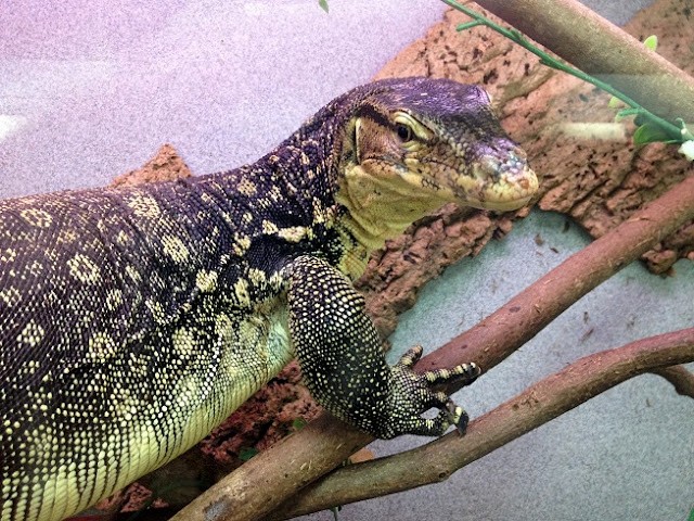 Five-foot-long monitor lizard